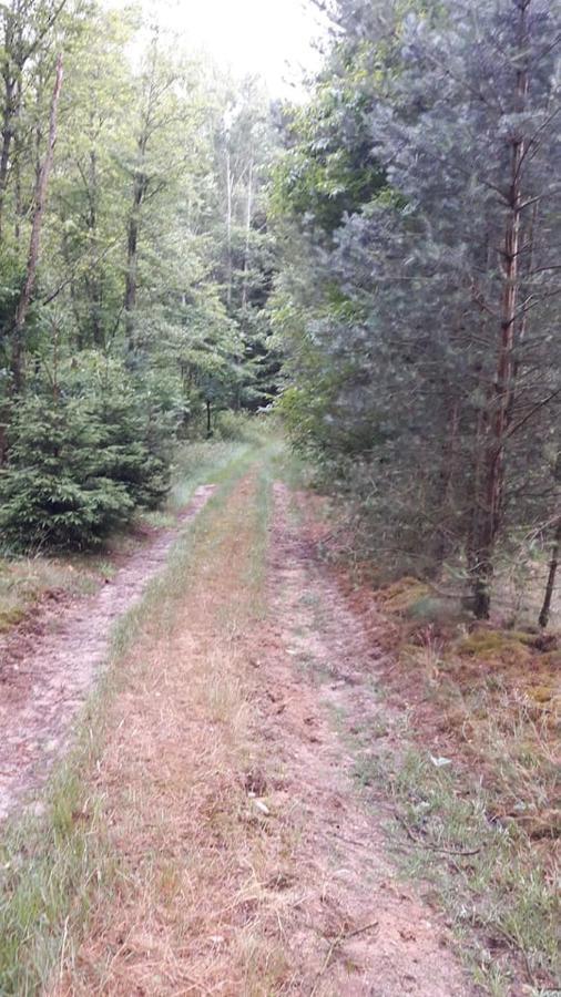 Ferienwohnung An Der Sudheide 80 Qm Max 4 Personen Dedelstorf Zewnętrze zdjęcie